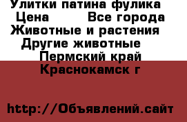 Улитки патина фулика › Цена ­ 10 - Все города Животные и растения » Другие животные   . Пермский край,Краснокамск г.